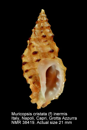 Muricopsis cristata (f) inermis.jpg - Muricopsis cristata (f) inermisPhilippi,1836